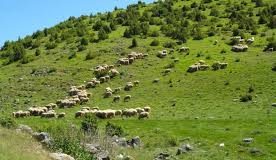 Kraljevska, starovlaška ili zlatiborska ovca?